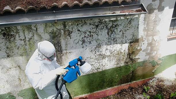 Top rated local Basement Mold Removal specialists in Carrollton, GA